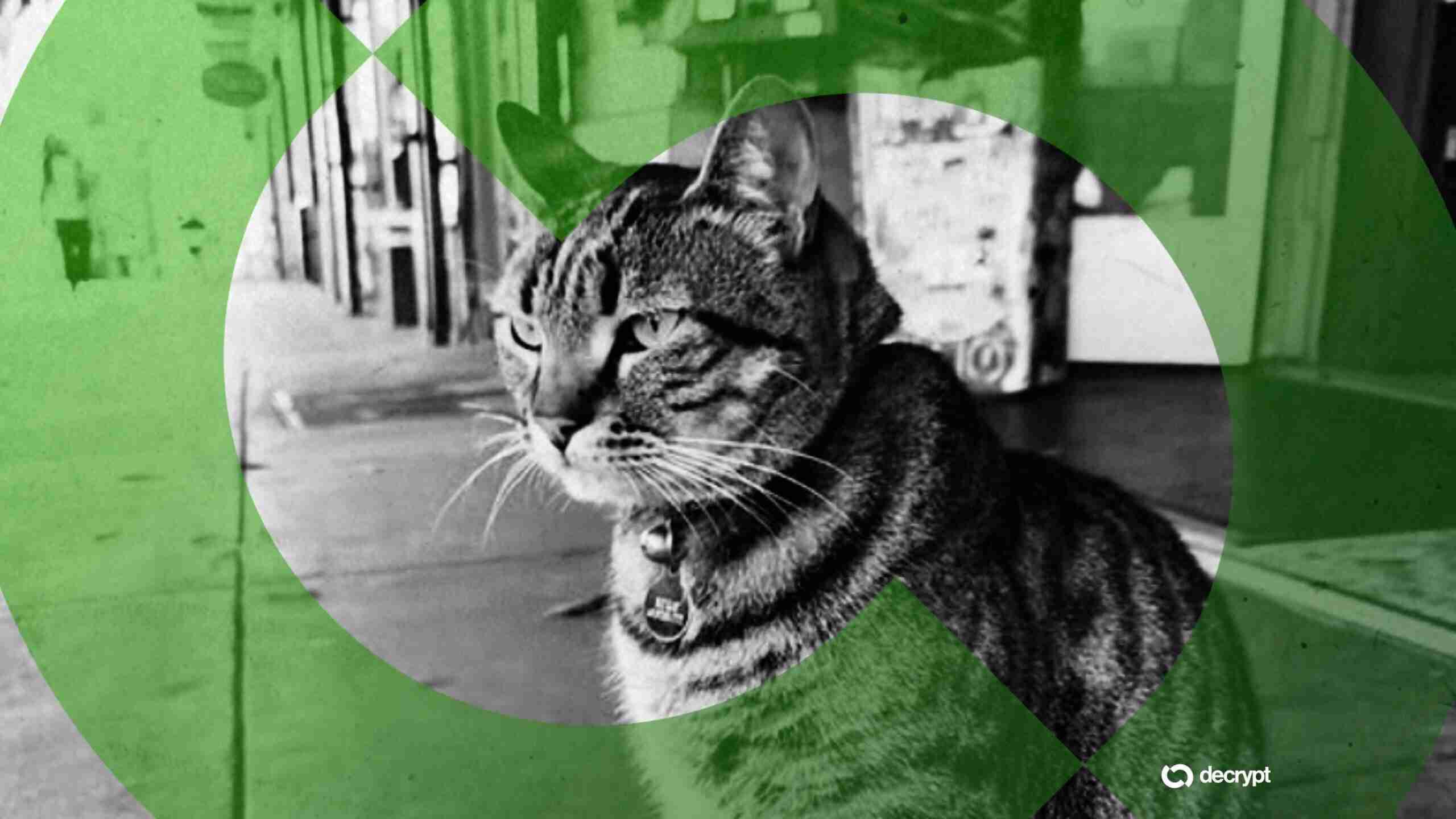 Solana、BNB 链模因币交易者利用爱猫去世牟利