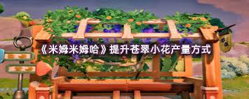 米姆米姆哈苍翠小花产量如何提升
