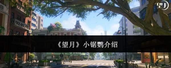 望月小锯鹦怎么样小锯鹦介绍
